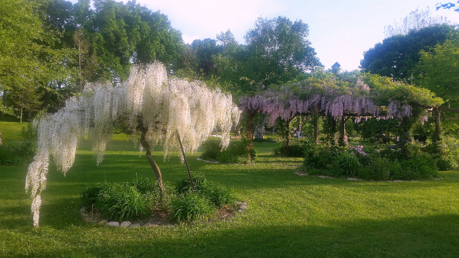 WHITE AND PINK WISTERIA IN BLOOM TOGETHER